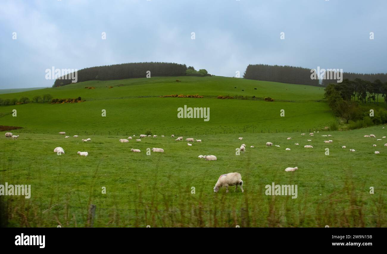Sheep grazing in a field, Aberdeenshire, Scotland, UK Stock Photo
