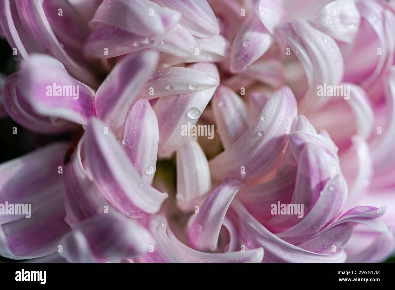 Full frame close-up of pink Chrysanthemum flower petals Stock Photo