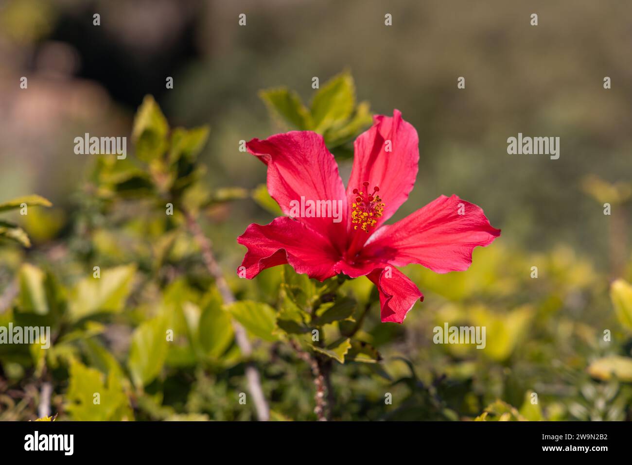Close up image of red hawaiian flower highlighted by the sun Stock Photo