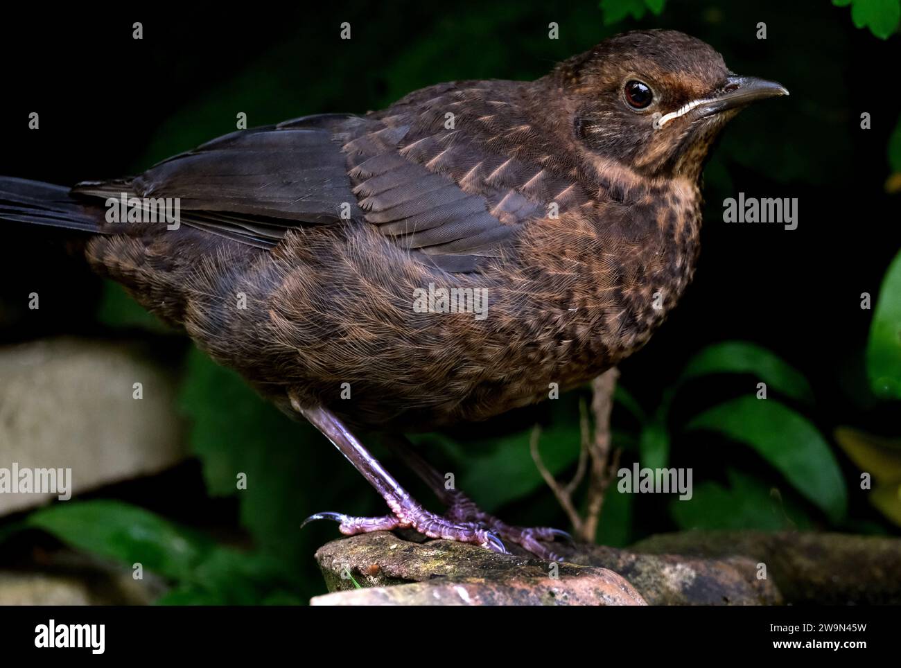 The common blackbird is a species of true thrush. It is also called the Eurasian blackbird, or simply the blackbird where this does not lead to confus Stock Photo