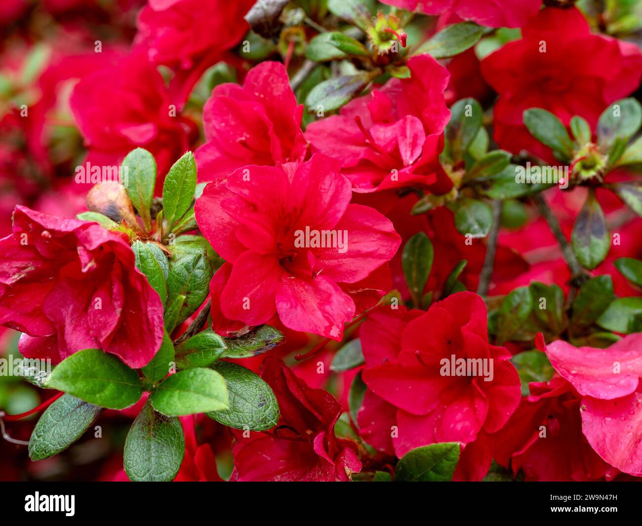 Red evergreen azalea flowers on a garden shrub Stock Photo