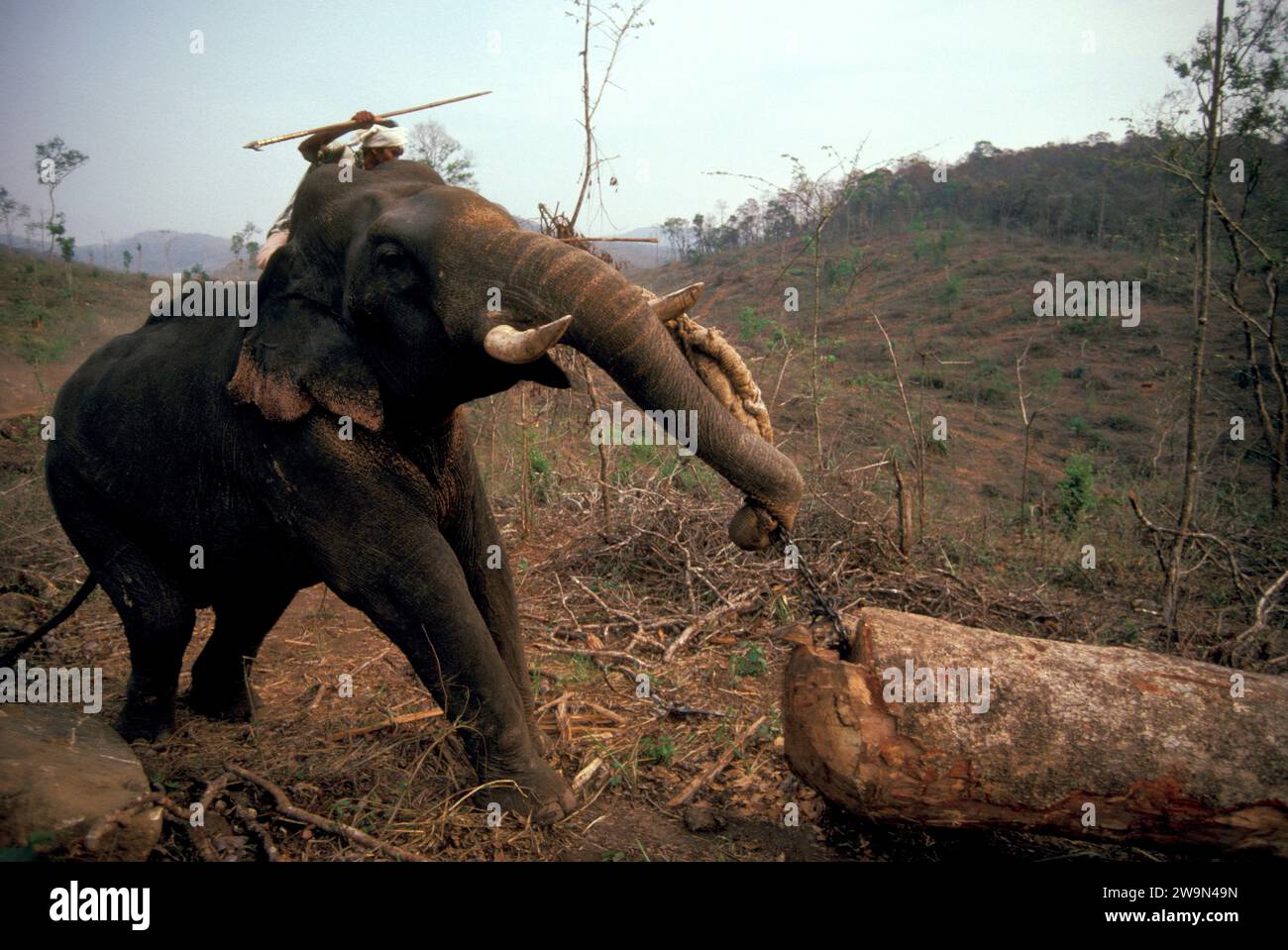Elephant logging India Stock Photo