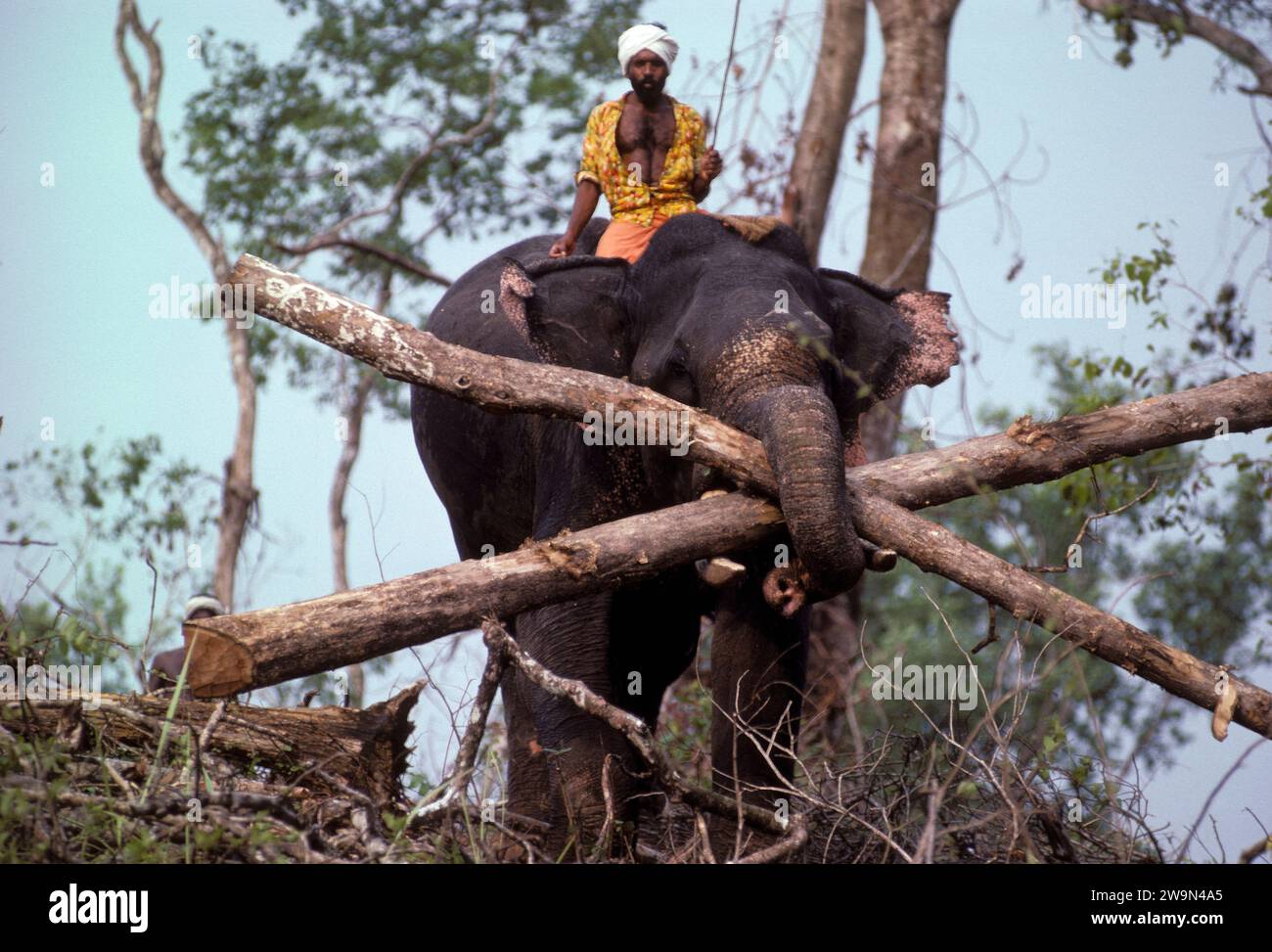 Elephant logging India Stock Photo