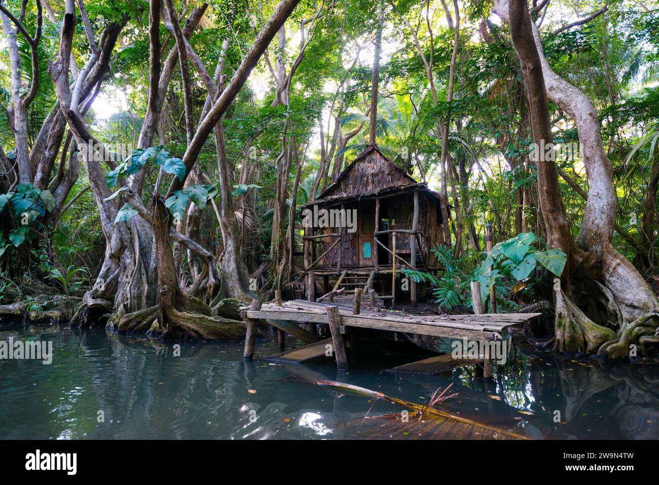 An old cabin sits on the shore of the Indian River in the mangrove forest near the town of Portsmouth on the Caribbean island of Dominica. This cabin was constructed and used for t Stock Photo