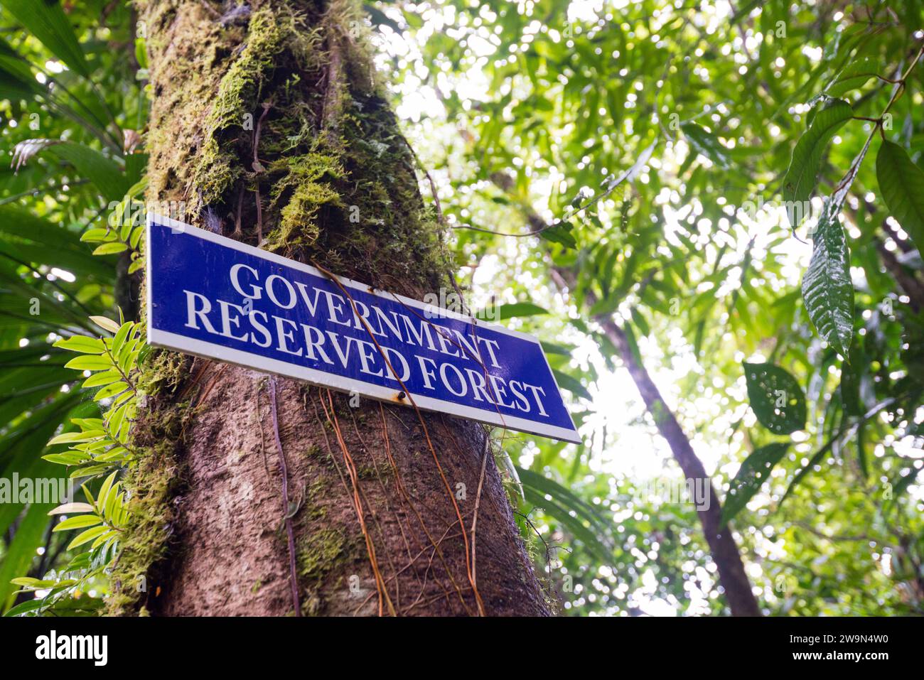 A sign designates the beginning of the Government Reserved Forest on Section 8 of the Waitukubuli National Trail on the Caribbean island of Dominica. Stock Photo