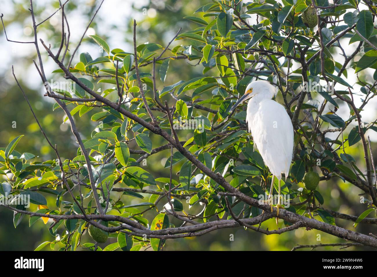 A White Egret is perched in a tree along the Indian River near the town of Portsmouth on the Caribbean island of Dominica. Stock Photo