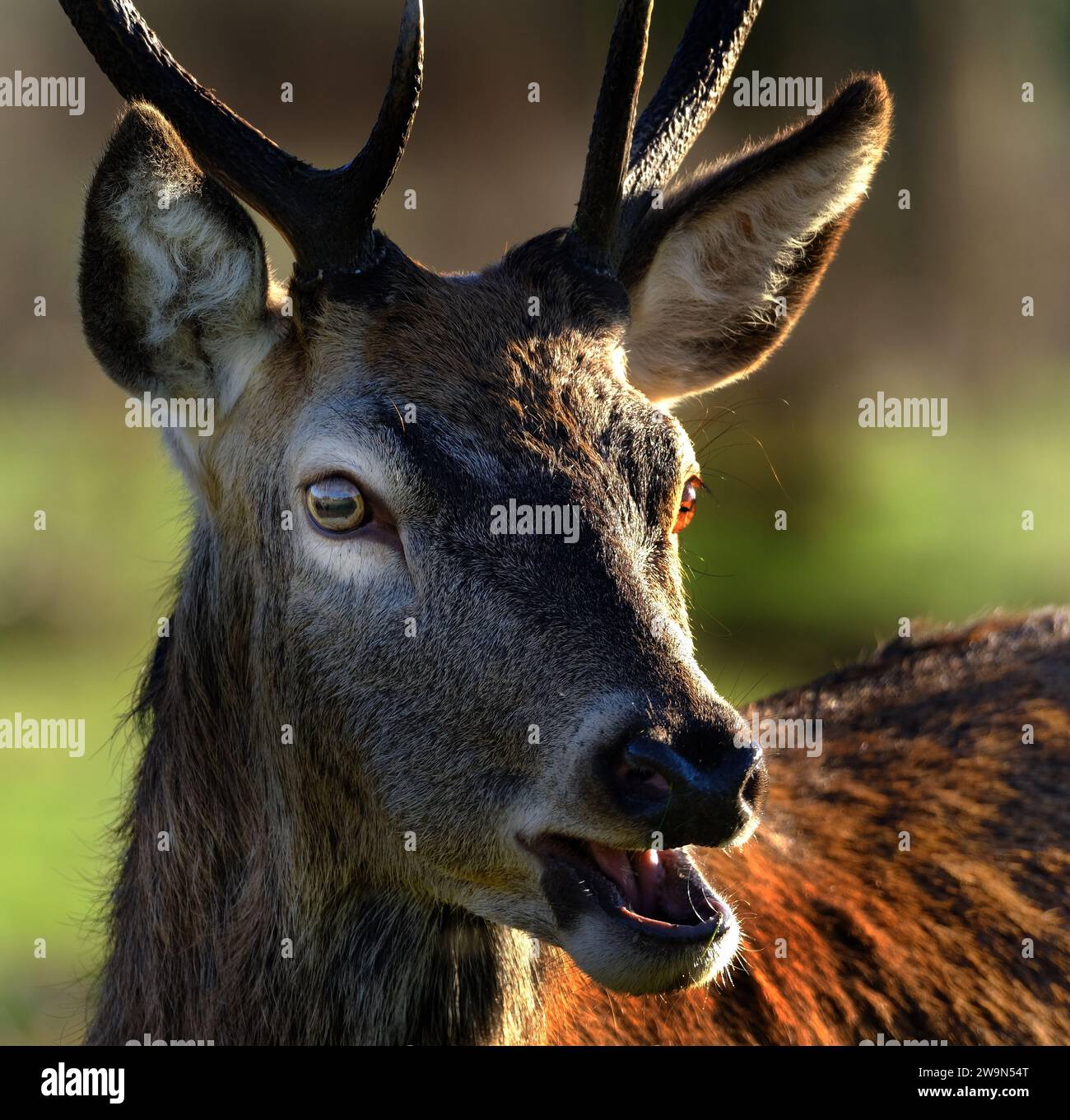 The red deer is one of the largest deer species. A male red deer is