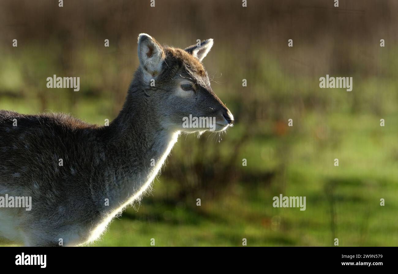 The European fallow deer, also known as the common fallow deer or simply fallow deer, is a