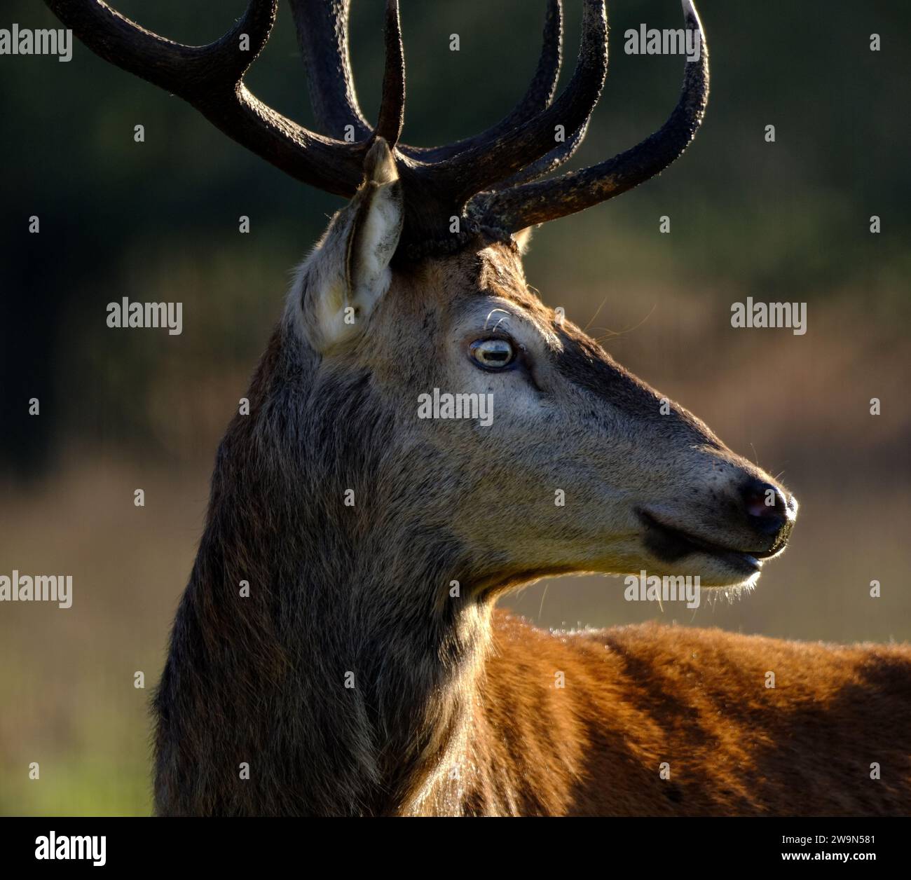 The red deer is one of the largest deer species. A male red deer is