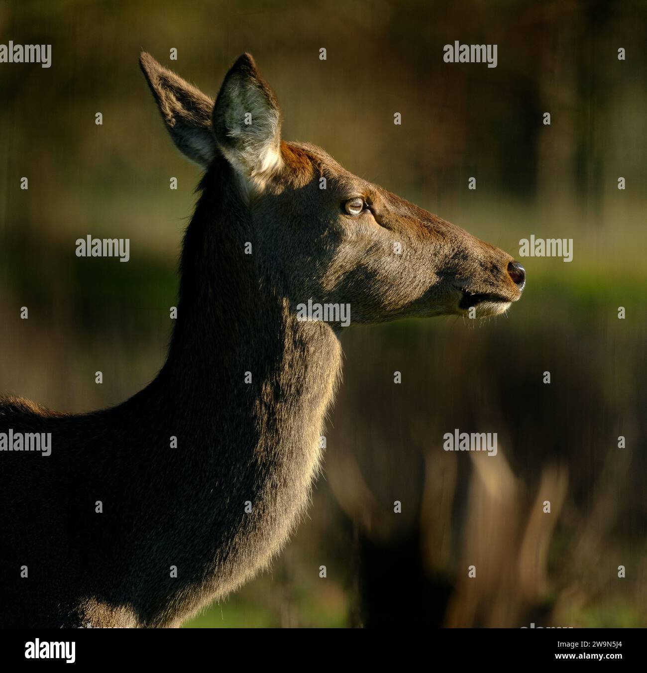 The red deer is one of the largest deer species. A male red deer is