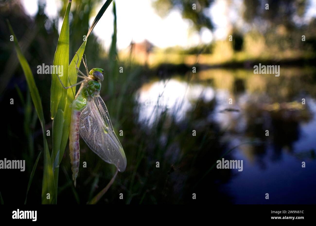 A dragonfly 'dries out,' clinging to a blade of grass following its ...