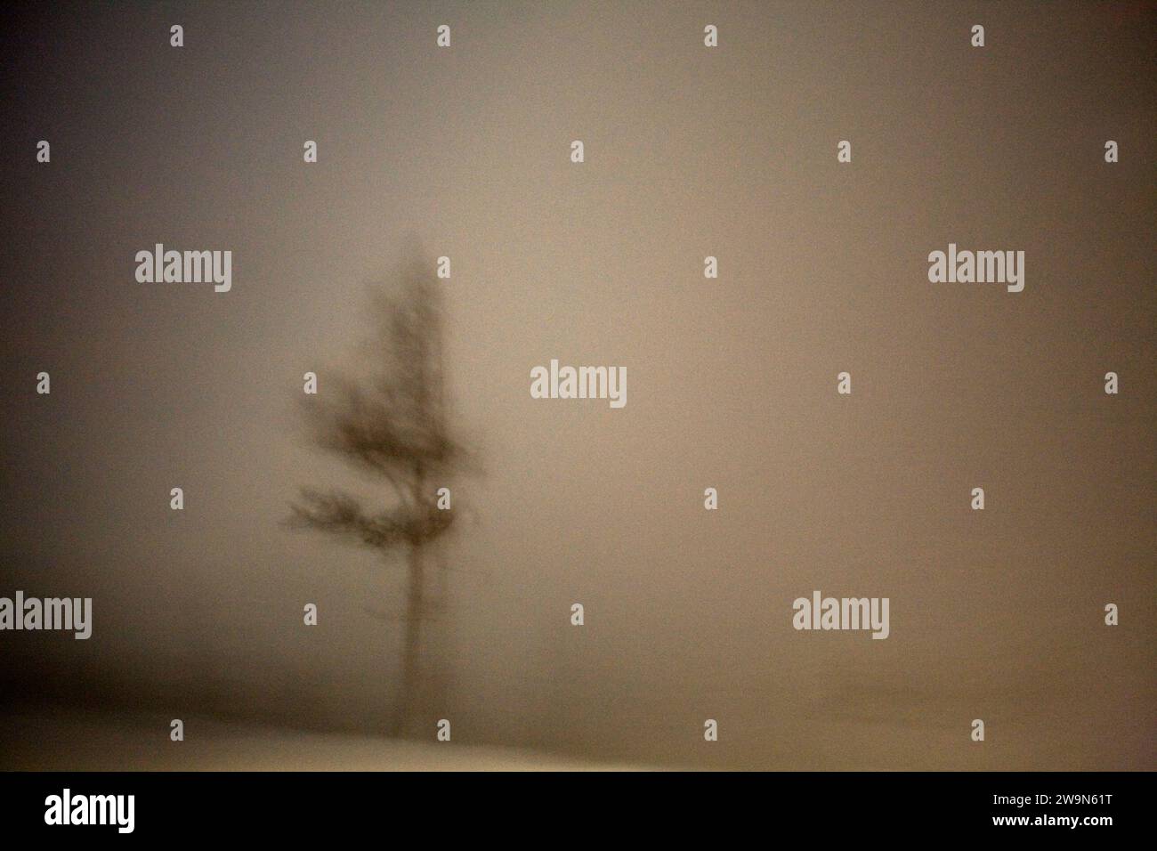 A tree blurred in a snowstorm.  Truckee, California.  (Motion Blur) Stock Photo