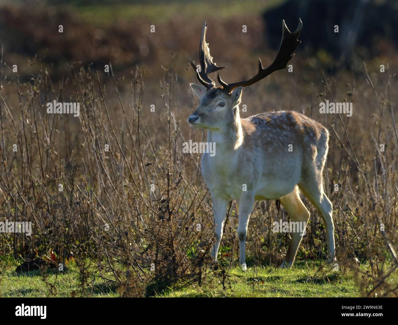 The European fallow deer, also known as the common fallow deer or simply fallow deer, is a