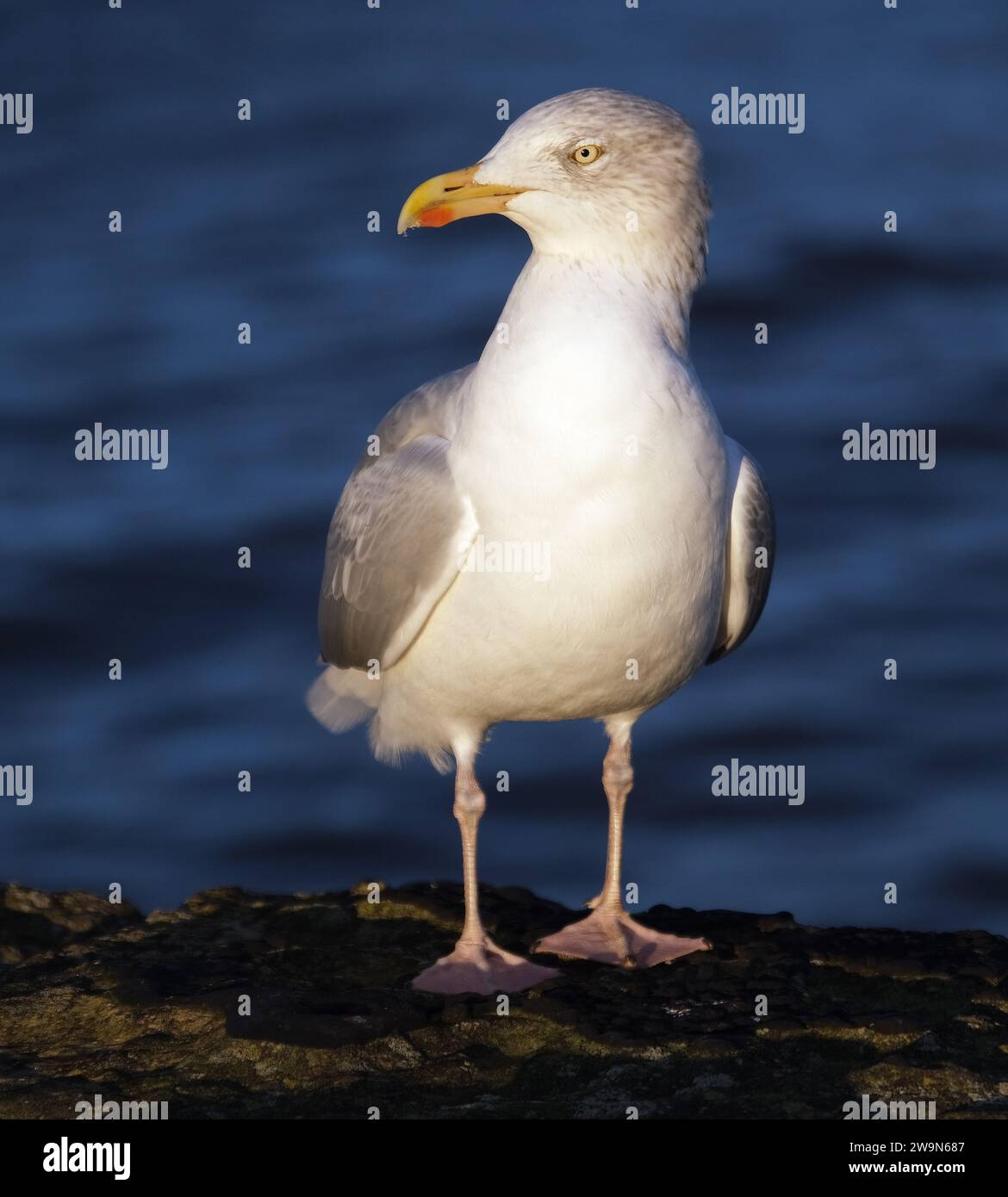 Steal food hires stock photography and images Alamy