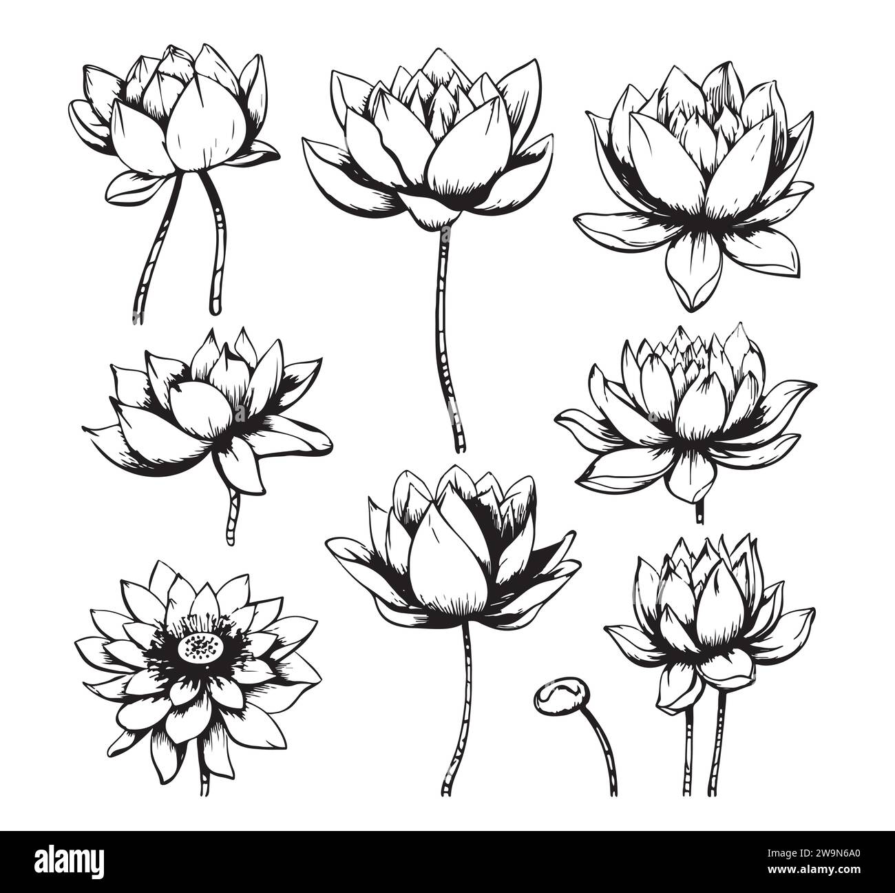 Lotus flower illustration Black and White Stock Photos & Images - Alamy