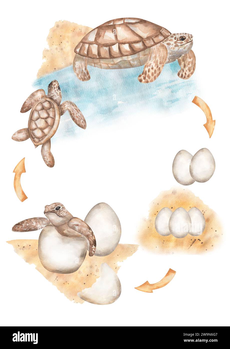 Turtle Cycle Clipart, Watercolor  Ocean Animal Life Cycle Poster, wild life homeschool card, Learning game, Kids School Educational clip art,  study c Stock Photo