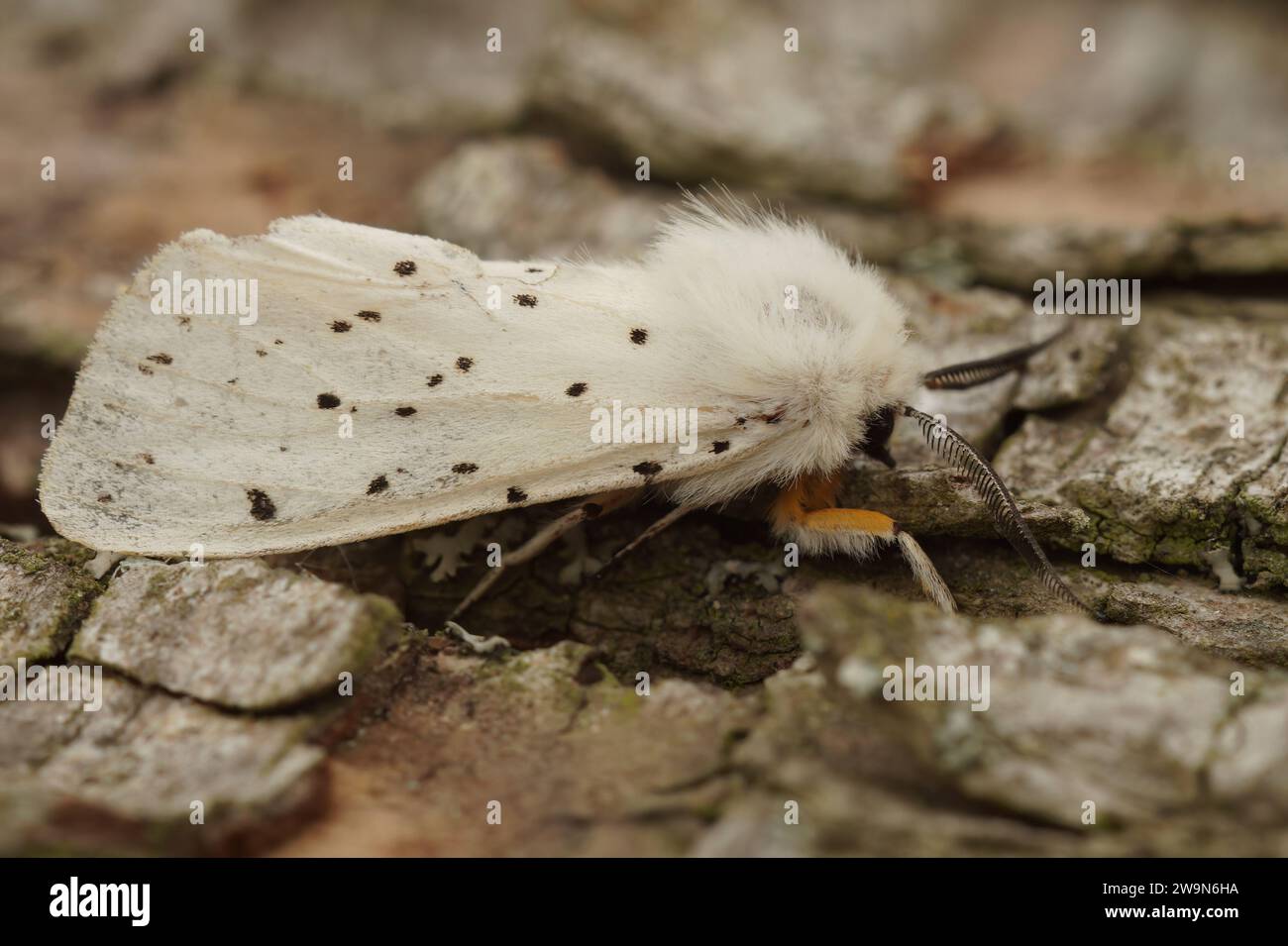 Natural closeup on a white ermine moth, Spilosoma lubricipeda sitting on a piece of wood in the garden Stock Photo