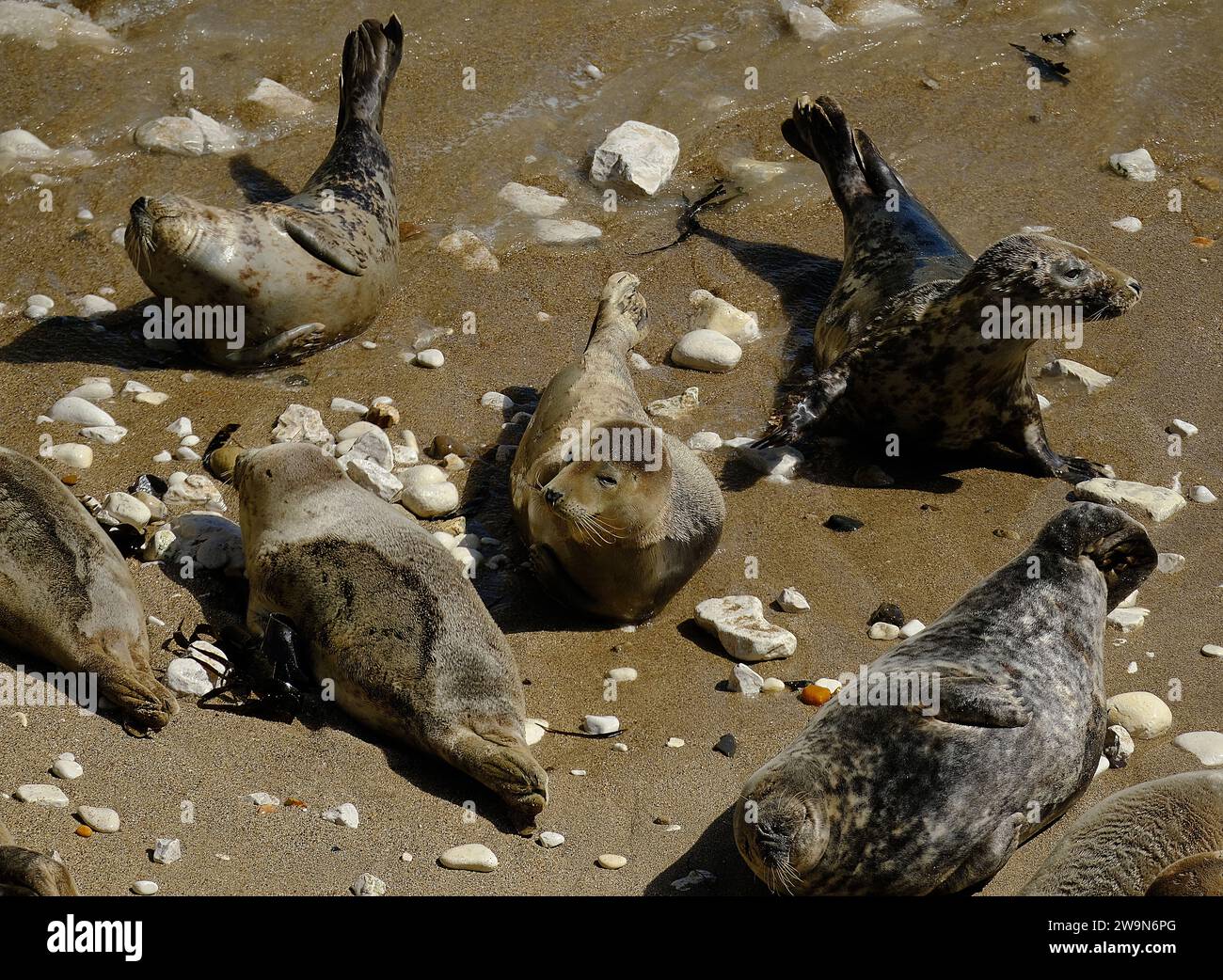 Pinnipeds, commonly known as seals, are a widely distributed and diverse clade of carnivorous, fin-footed, semi-aquatic, mostly marine mammals Stock Photo