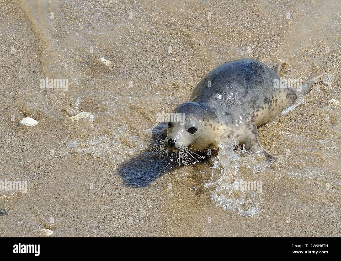 Pinnipeds, commonly known as seals, are a widely distributed and diverse clade of carnivorous, fin-footed, semi-aquatic, mostly marine mammals Stock Photo