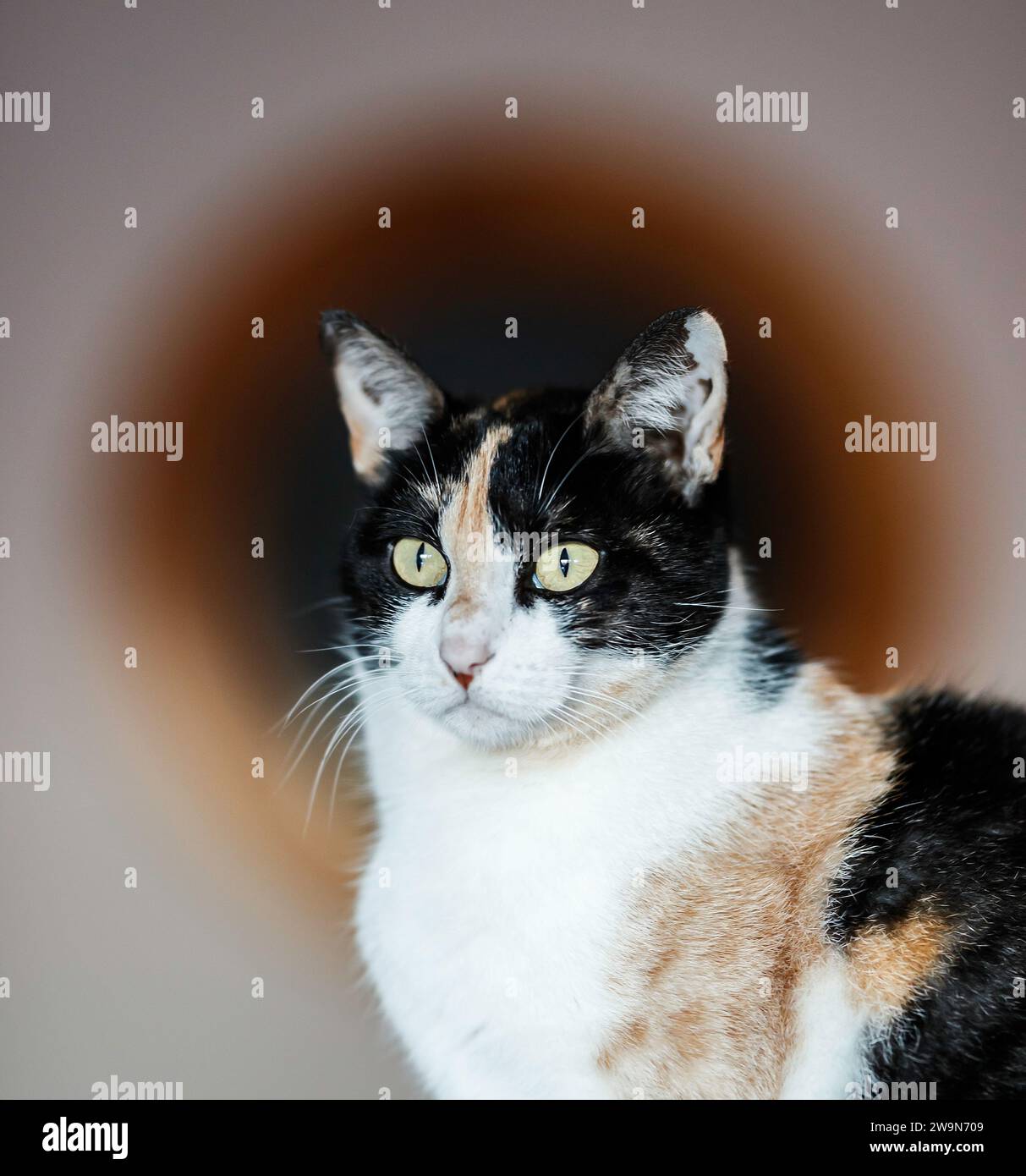 Portrait of a cat from the front framed by a mirror in Villajoyosa Stock Photo