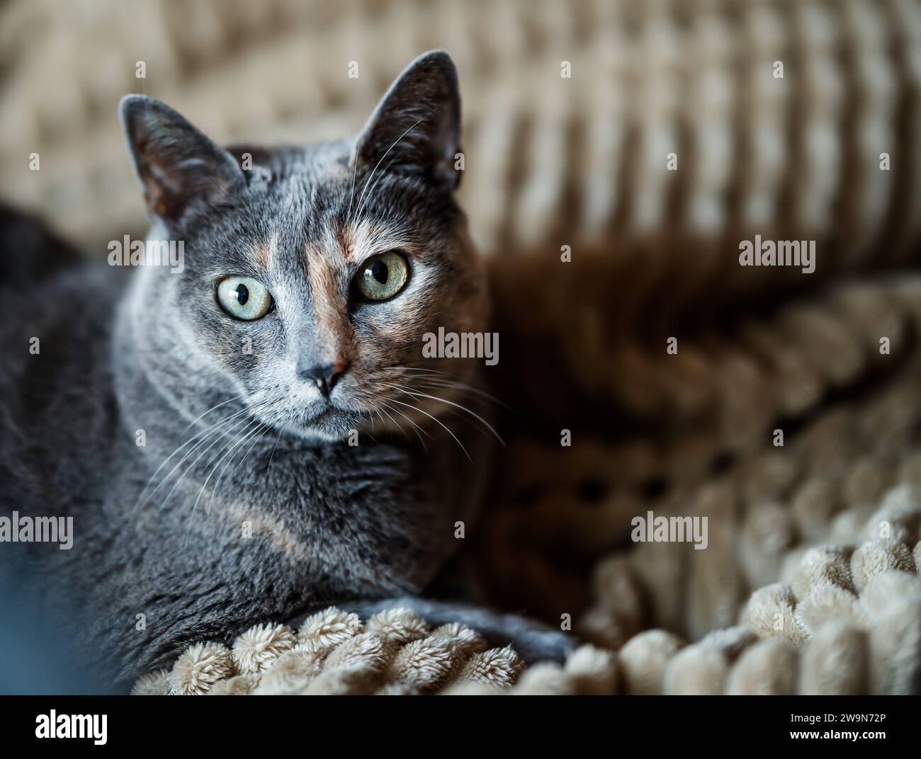 Portrait of cat from the front in Villajoyosa Stock Photo