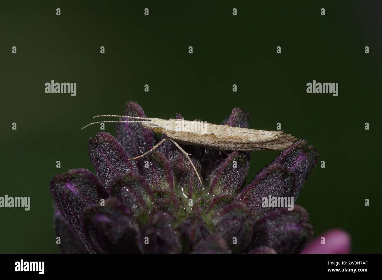 Natural closeup on the cabbage or small diamondback moth, Plutella xylostella, sitting on top of a purple flower Stock Photo