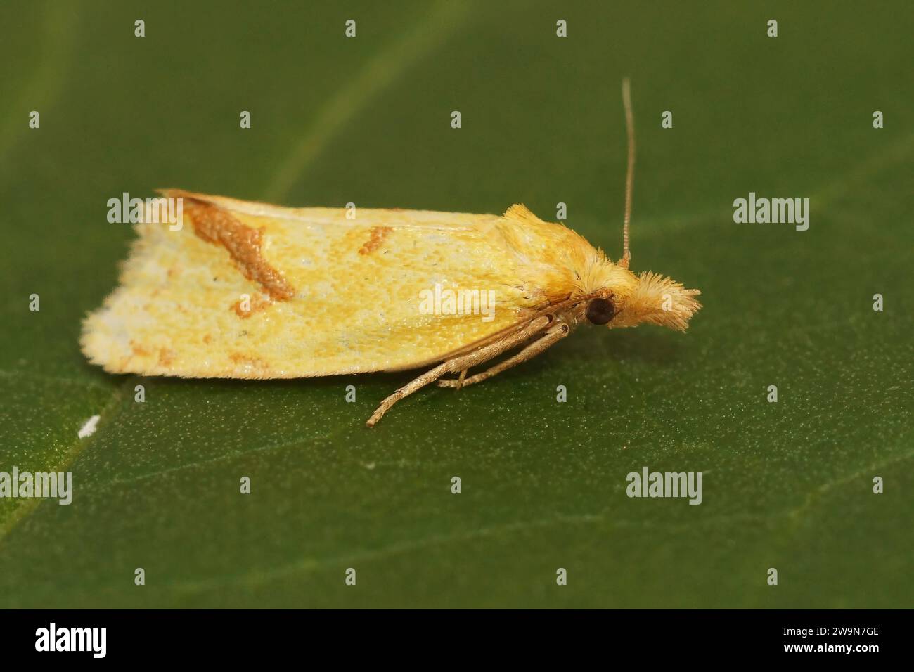 Natural closeup of the hook-marked straw moth, Agapeta hamana in the garden Stock Photo