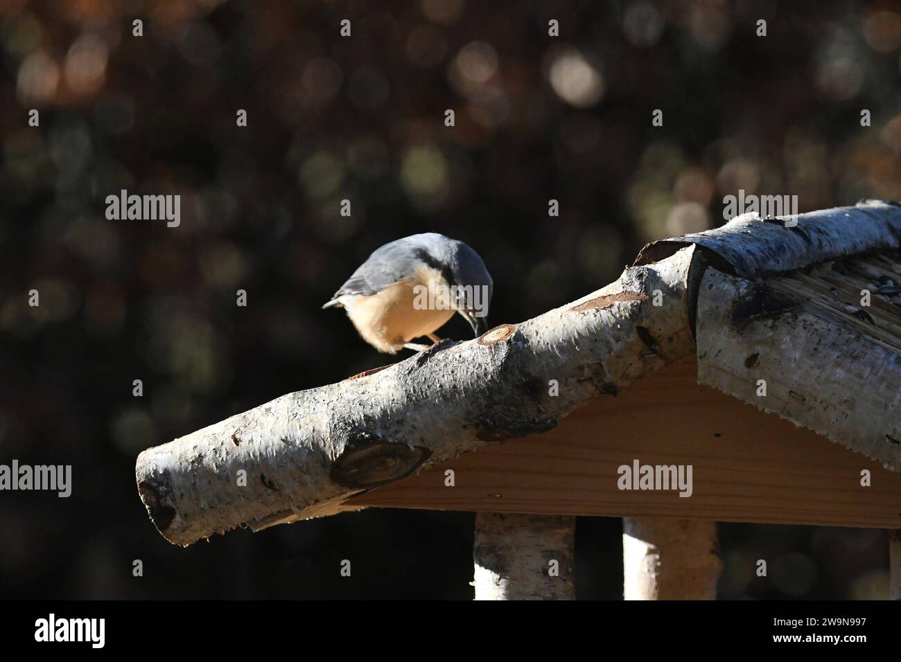 Oberirsen Themenfoto: Natur, Tier, Vogel, Singvogel, Vogelhaus, 29,12,2023 Ein Buchfink sitzt auf dem Dach eines Vogelhauses Themenfoto: Natur, Tier, Vogel, Singvogel, Vogelhaus, 29,12,2023 *** Oberirsen theme photo nature, animal, bird, songbird, birdhouse, 29,12,2023 A chaffinch sits on the roof of a birdhouse theme photo nature, animal, bird, songbird, birdhouse, 29,12,2023 Copyright: xAugstx/xEibner-Pressefotox EP jat Stock Photo