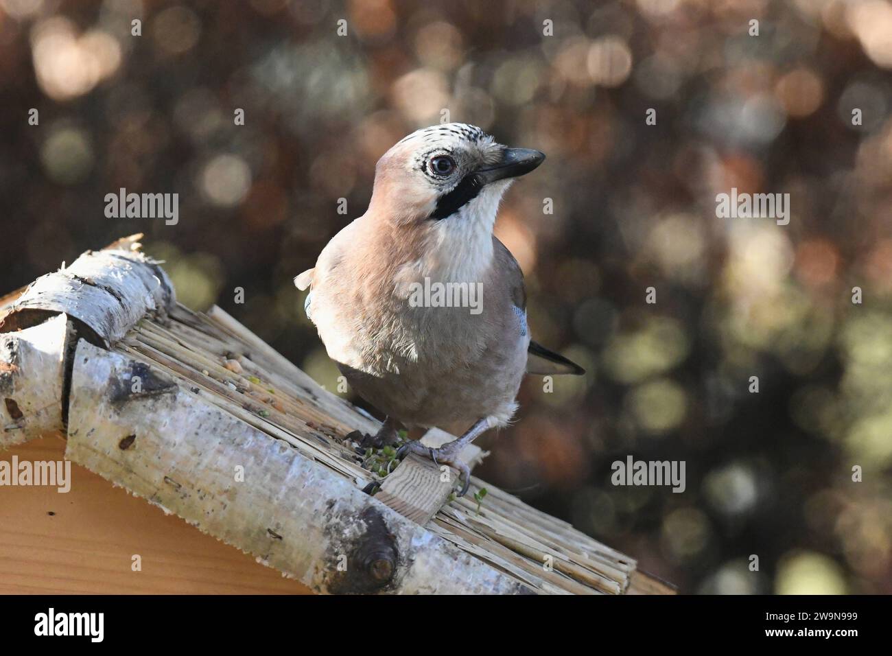 Oberirsen Themenfoto: Natur, Tier, Vogel, Singvogel, Vogelhaus, 29,12,2023 Ein Eichelhaeher holt sich sein Futter vom Dach eines Vogelhauses Themenfoto: Natur, Tier, Vogel, Singvogel, Vogelhaus, 29,12,2023 *** Upper heron theme photo nature, animal, bird, songbird, birdhouse, 29,12,2023 An acorn grouse gets its food from the roof of a birdhouse theme photo nature, animal, bird, songbird, birdhouse, 29,12,2023 Copyright: xAugstx/xEibner-Pressefotox EP jat Stock Photo