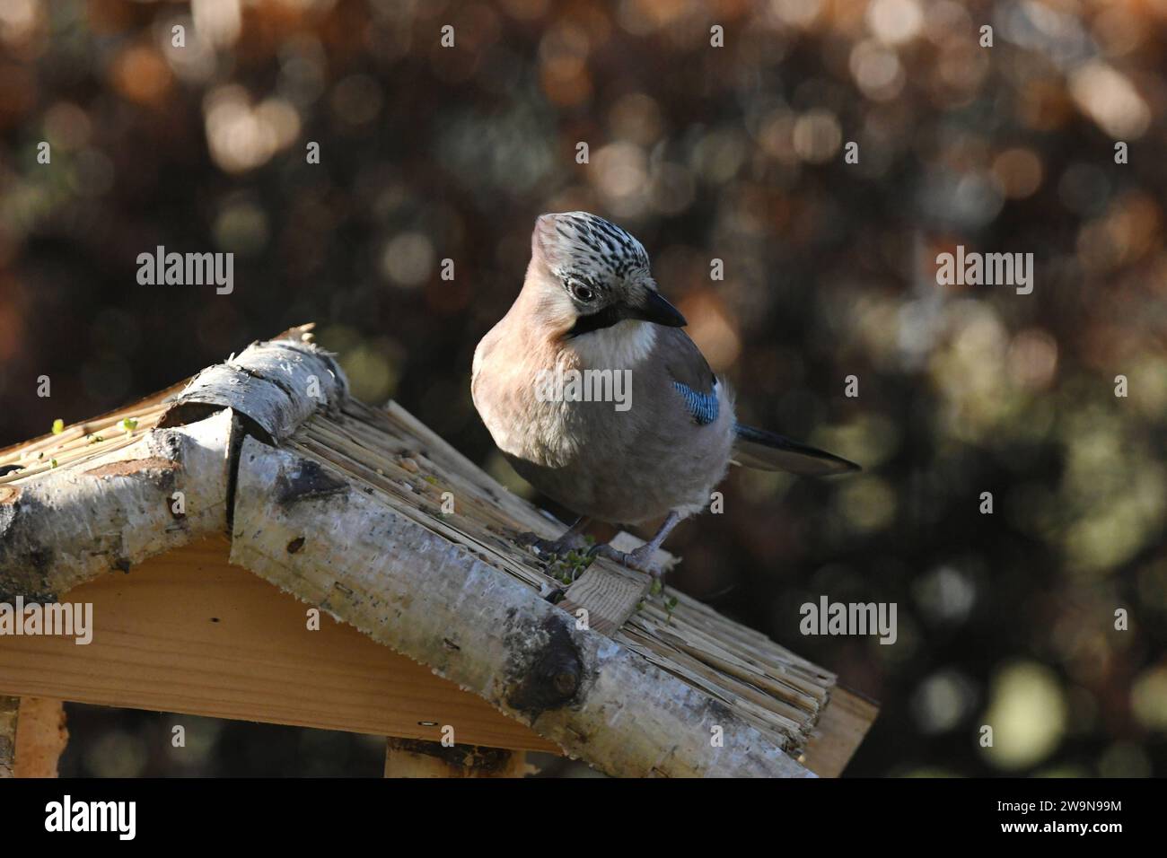 Oberirsen Themenfoto: Natur, Tier, Vogel, Singvogel, Vogelhaus, 29,12,2023 Ein Eichelhaeher holt sich sein Futter vom Dach eines Vogelhauses Themenfoto: Natur, Tier, Vogel, Singvogel, Vogelhaus, 29,12,2023 *** Upper heron theme photo nature, animal, bird, songbird, birdhouse, 29,12,2023 An acorn grouse gets its food from the roof of a birdhouse theme photo nature, animal, bird, songbird, birdhouse, 29,12,2023 Copyright: xAugstx/xEibner-Pressefotox EP jat Stock Photo