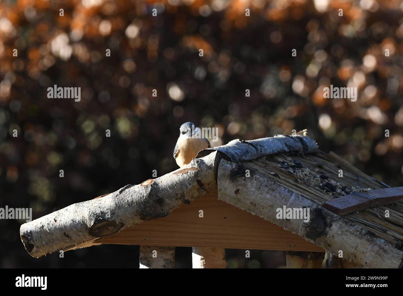 Oberirsen Themenfoto: Natur, Tier, Vogel, Singvogel, Vogelhaus, 29,12,2023 Ein Buchfink sitzt auf dem Dach eines Vogelhauses Themenfoto: Natur, Tier, Vogel, Singvogel, Vogelhaus, 29,12,2023 *** Oberirsen theme photo nature, animal, bird, songbird, birdhouse, 29,12,2023 A chaffinch sits on the roof of a birdhouse theme photo nature, animal, bird, songbird, birdhouse, 29,12,2023 Copyright: xAugstx/xEibner-Pressefotox EP jat Stock Photo