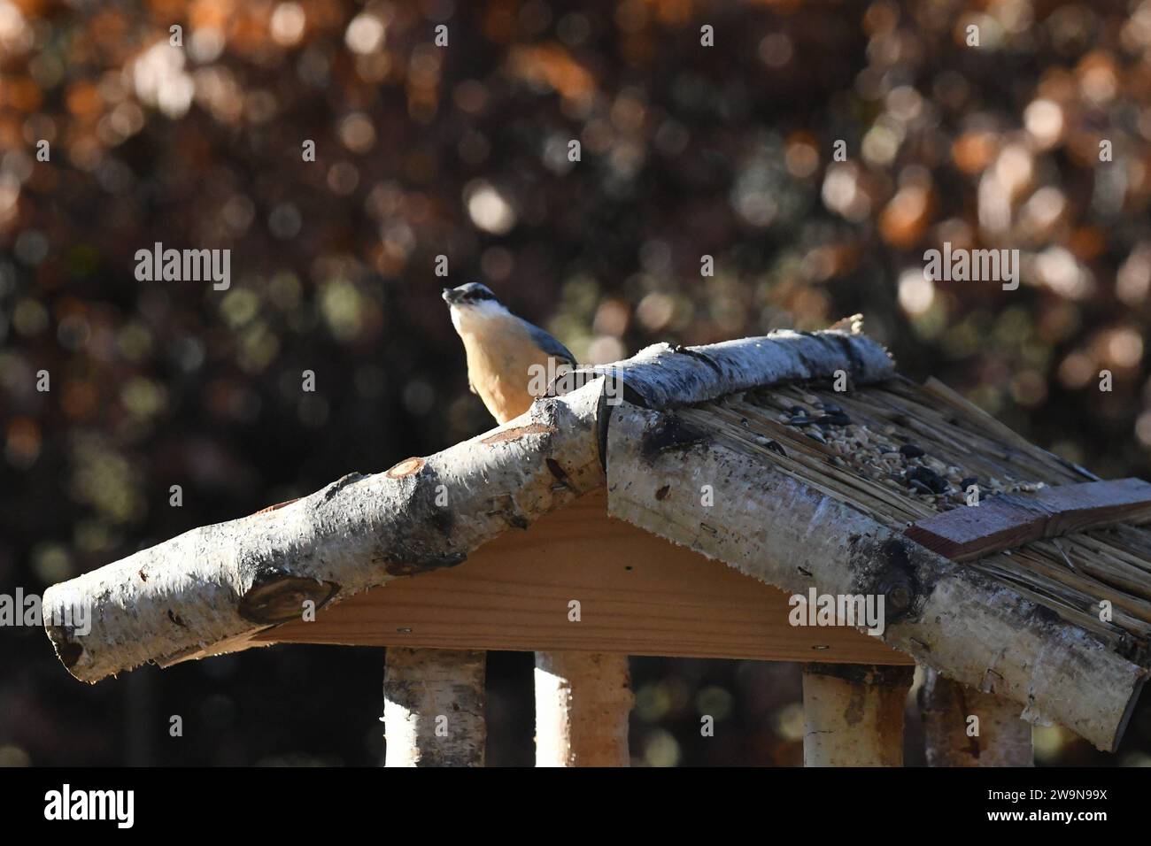 Oberirsen Themenfoto: Natur, Tier, Vogel, Singvogel, Vogelhaus, 29,12,2023 Ein Buchfink sitzt auf dem Dach eines Vogelhauses Themenfoto: Natur, Tier, Vogel, Singvogel, Vogelhaus, 29,12,2023 *** Oberirsen theme photo nature, animal, bird, songbird, birdhouse, 29,12,2023 A chaffinch sits on the roof of a birdhouse theme photo nature, animal, bird, songbird, birdhouse, 29,12,2023 Copyright: xAugstx/xEibner-Pressefotox EP jat Stock Photo