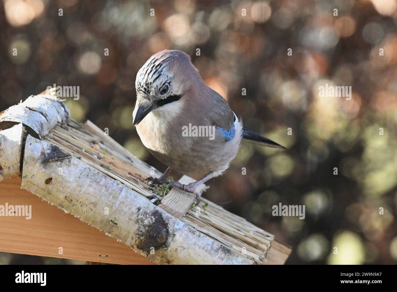 Oberirsen Themenfoto: Natur, Tier, Vogel, Singvogel, Vogelhaus, 29,12,2023 Ein Eichelhaeher holt sich sein Futter vom Dach eines Vogelhauses Themenfoto: Natur, Tier, Vogel, Singvogel, Vogelhaus, 29,12,2023 *** Upper heron theme photo nature, animal, bird, songbird, birdhouse, 29,12,2023 An acorn grouse gets its food from the roof of a birdhouse theme photo nature, animal, bird, songbird, birdhouse, 29,12,2023 Copyright: xAugstx/xEibner-Pressefotox EP jat Stock Photo