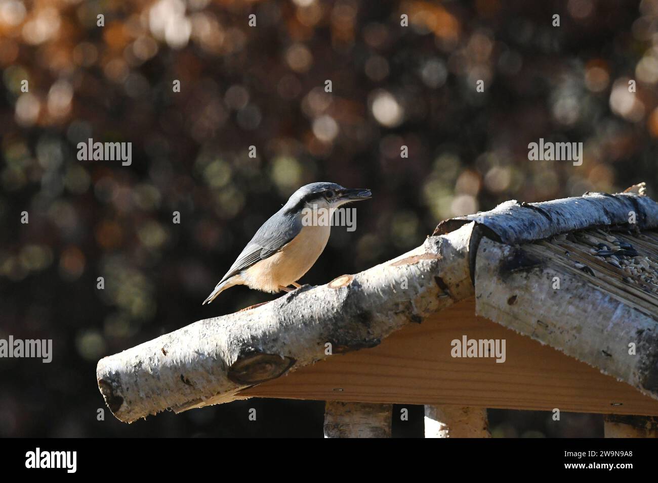Oberirsen Themenfoto: Natur, Tier, Vogel, Singvogel, Vogelhaus, 29,12,2023 Ein Buchfink sitzt auf dem Dach eines Vogelhauses Themenfoto: Natur, Tier, Vogel, Singvogel, Vogelhaus, 29,12,2023 *** Oberirsen theme photo nature, animal, bird, songbird, birdhouse, 29,12,2023 A chaffinch sits on the roof of a birdhouse theme photo nature, animal, bird, songbird, birdhouse, 29,12,2023 Copyright: xAugstx/xEibner-Pressefotox EP jat Stock Photo
