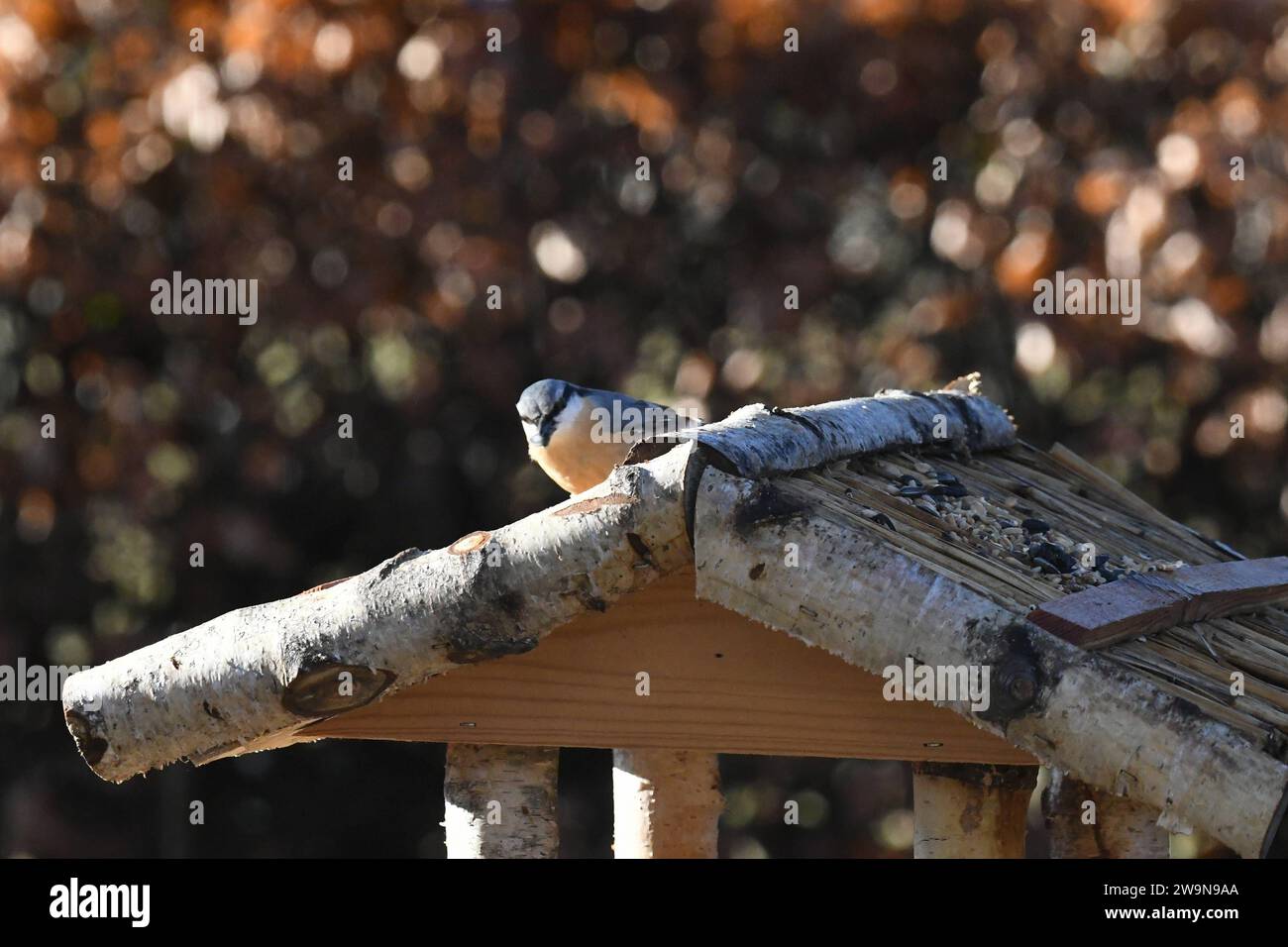 Oberirsen Themenfoto: Natur, Tier, Vogel, Singvogel, Vogelhaus, 29,12,2023 Ein Buchfink sitzt auf dem Dach eines Vogelhauses Themenfoto: Natur, Tier, Vogel, Singvogel, Vogelhaus, 29,12,2023 *** Oberirsen theme photo nature, animal, bird, songbird, birdhouse, 29,12,2023 A chaffinch sits on the roof of a birdhouse theme photo nature, animal, bird, songbird, birdhouse, 29,12,2023 Copyright: xAugstx/xEibner-Pressefotox EP jat Stock Photo