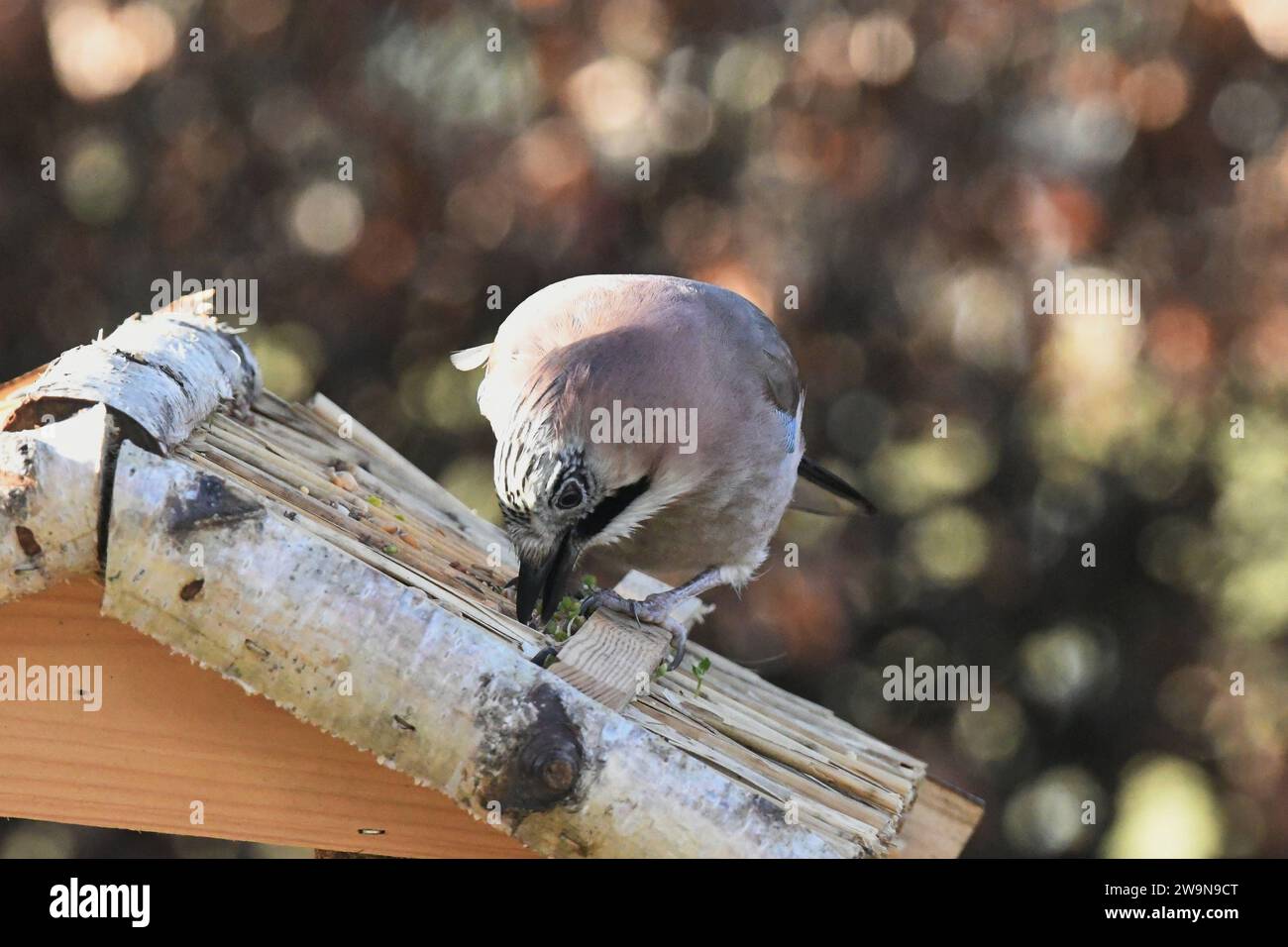 Oberirsen Themenfoto: Natur, Tier, Vogel, Singvogel, Vogelhaus, 29,12,2023 Ein Eichelhaeher holt sich sein Futter vom Dach eines Vogelhauses Themenfoto: Natur, Tier, Vogel, Singvogel, Vogelhaus, 29,12,2023 *** Upper heron theme photo nature, animal, bird, songbird, birdhouse, 29,12,2023 An acorn grouse gets its food from the roof of a birdhouse theme photo nature, animal, bird, songbird, birdhouse, 29,12,2023 Copyright: xAugstx/xEibner-Pressefotox EP jat Stock Photo