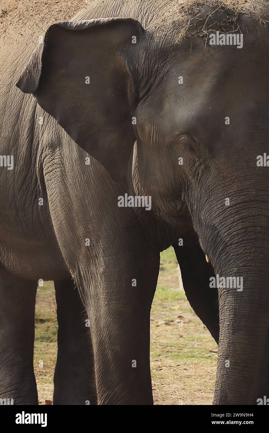 close up view of indian or asian elephant calf (elephas maximus indicus) in a safari park Stock Photo