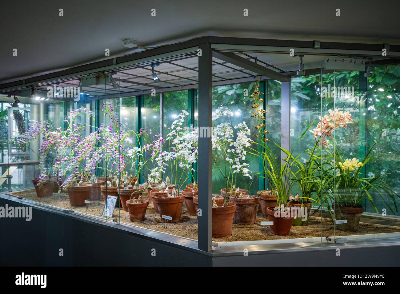 Rare orchids bloomed in the Botanical Garden in Liberec. In the