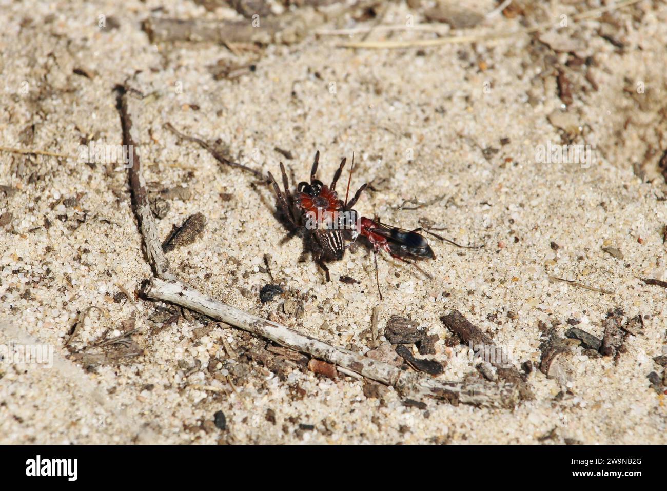 Spider Wasp (Pompilidae) dragging paralysed prey to nest, South Australia Stock Photo