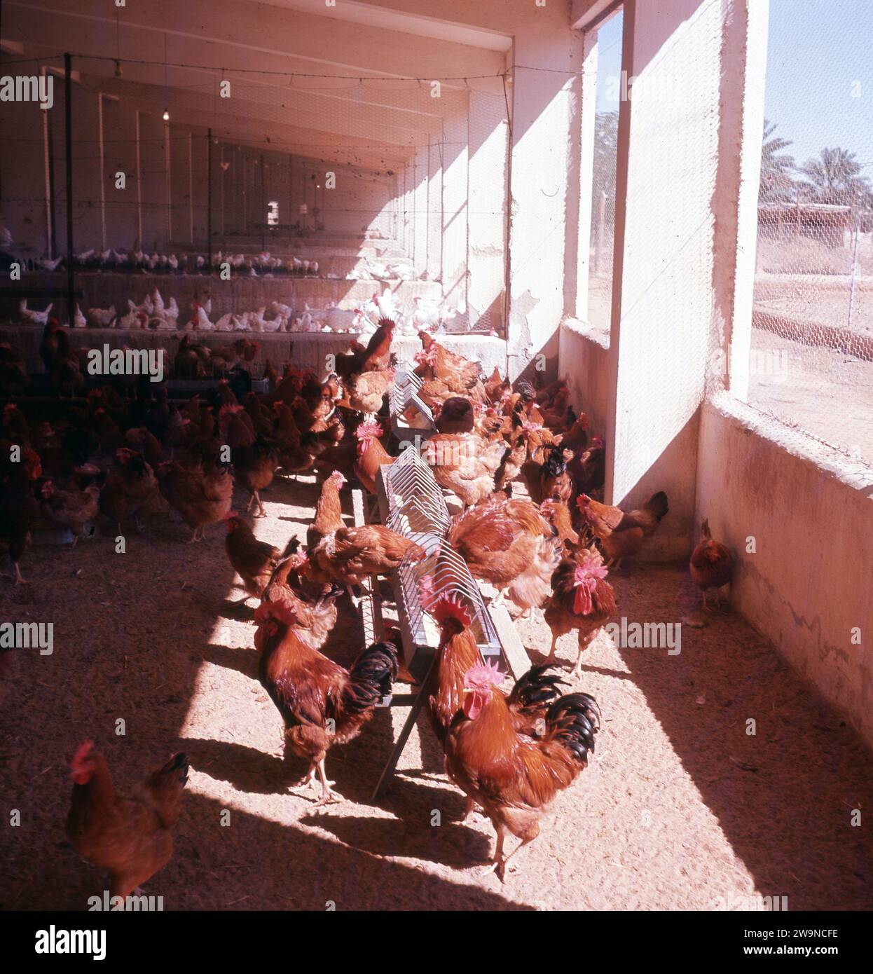 1964, historical, Al-Kharj Oasis, poultry farm, Saudi Arabia. The area of Al-Kharj is known as a 'water land' due to its many natural springs and deep water pools. As the land was fertile and could support agricutural production, Al-Kharj was selected in 1938 as the site to establish a government experimental farm, which subsequently developed into a major food producing region for cerals, dates, fruits and vegetables and later livestock and poultry. Stock Photo