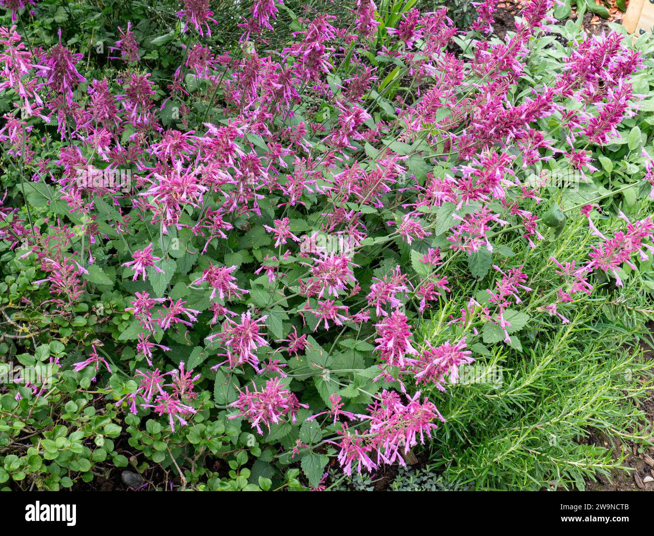 The deep pink flowers of the border perennial Agastache cana 'Heather Queen' Stock Photo