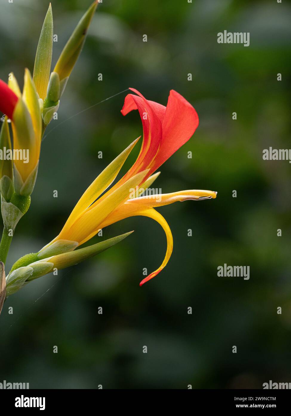 A close up of a single red and yellow flower of Canna patens Stock Photo