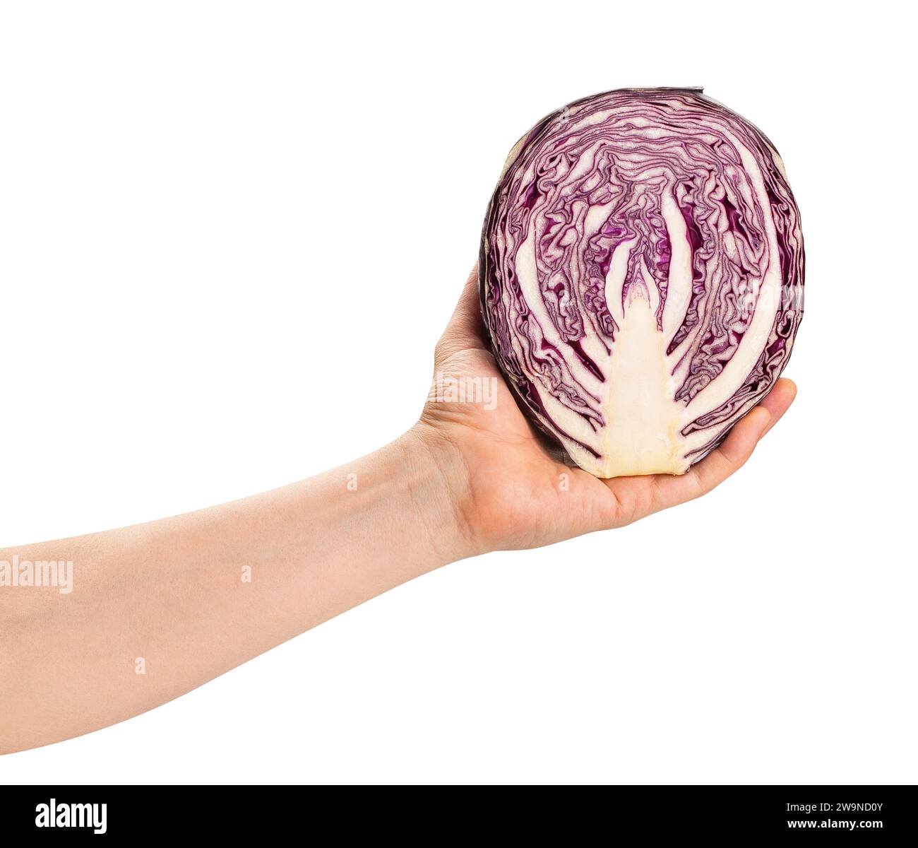 sliced red cabbage in hand path isolated on white Stock Photo