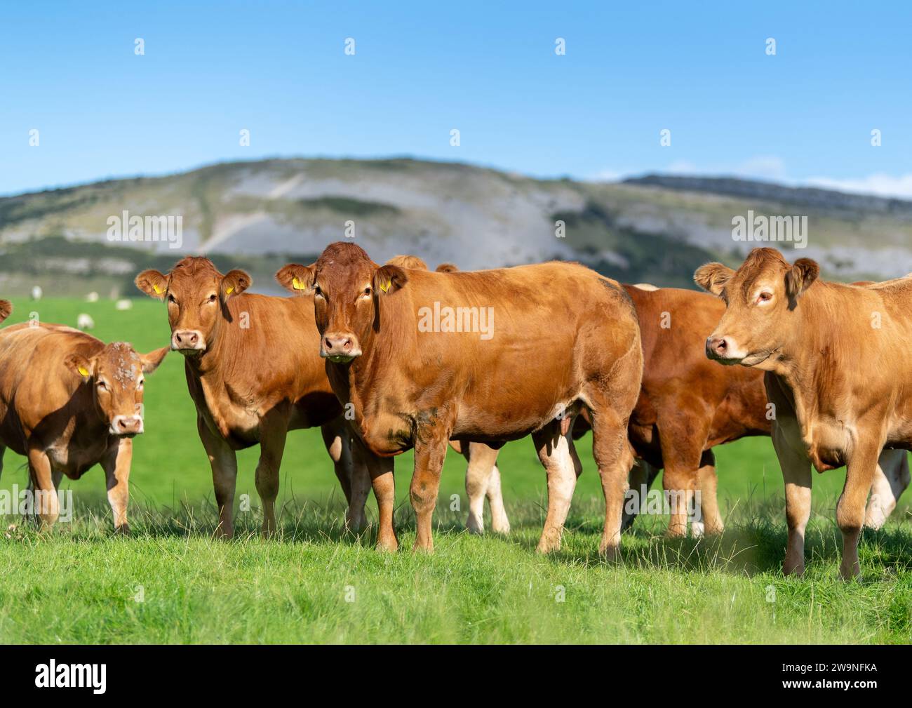 Herd of pedigree Limousin beef cattle, a breed which orginates from the ...
