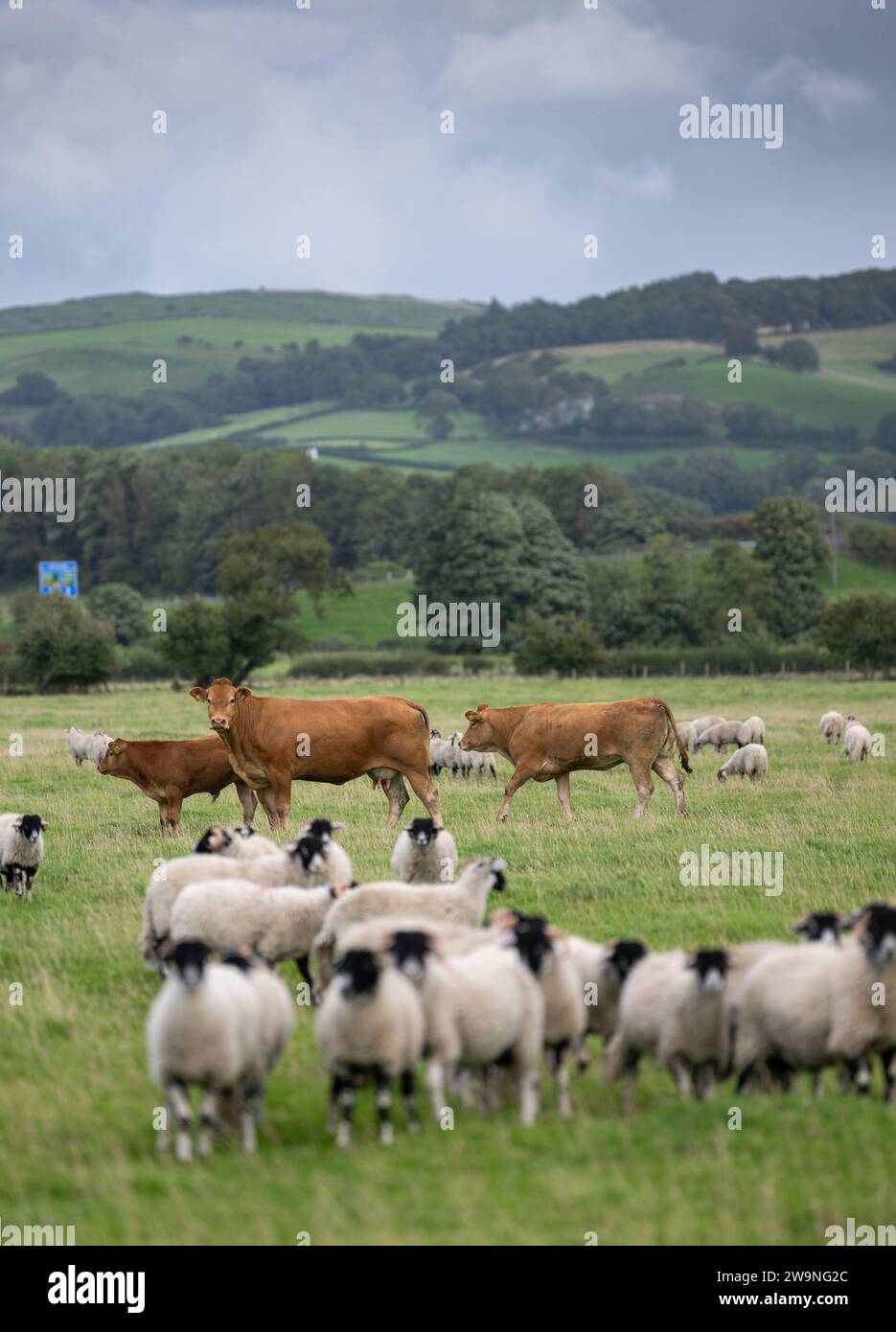 Mixed grazing in a pasture with both cows and sheep grazing in same field, Cumbria, UK. Stock Photo