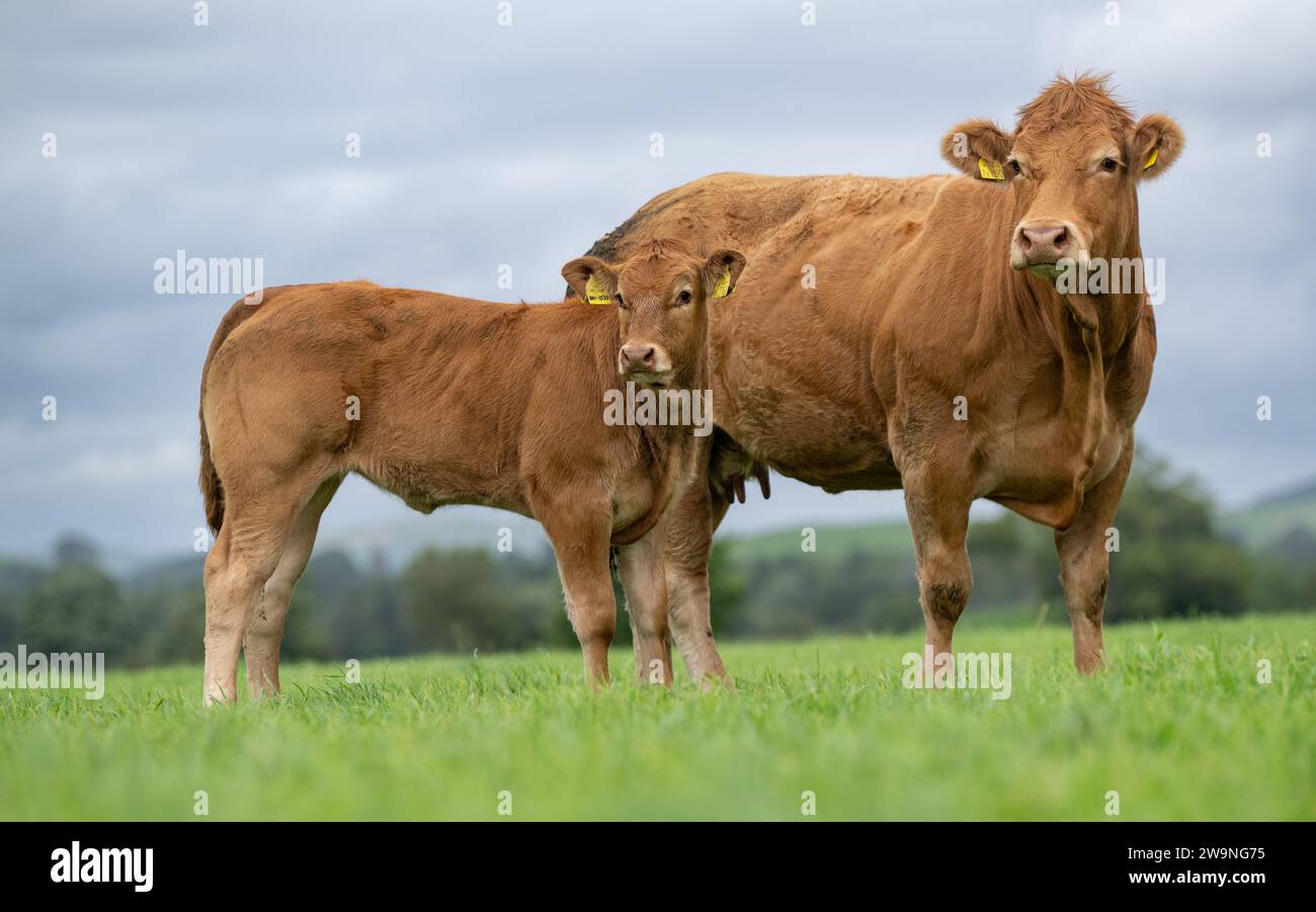 Herd of pedigree Limousin beef cattle, a breed which orginates from the Limoges region of France, and first imported into the UK in the 1960's. Grazin Stock Photo
