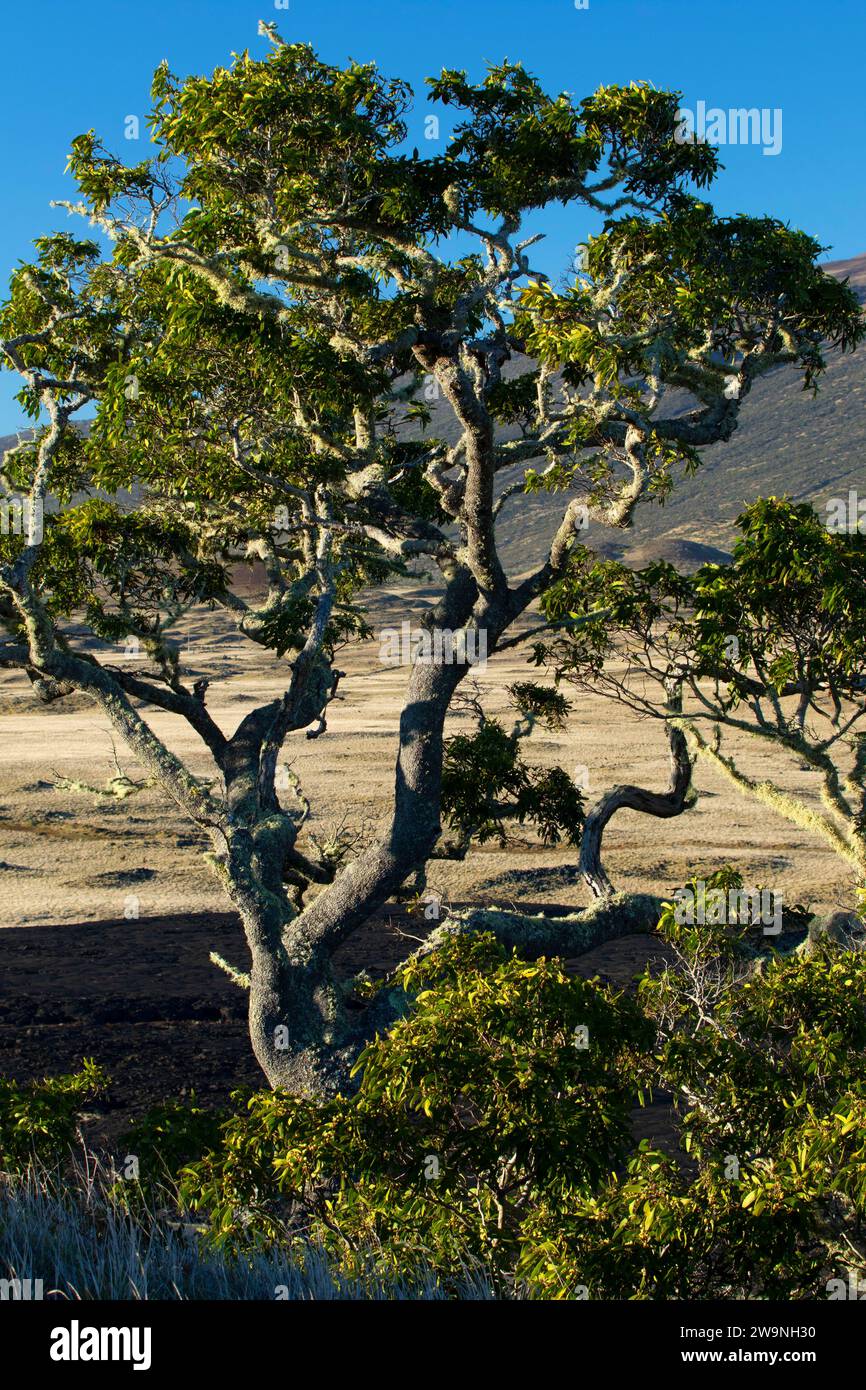 Koa tree, Kipuka Pu‘u Huluhulu Native Tree Sanctuary, Hawaii Stock Photo