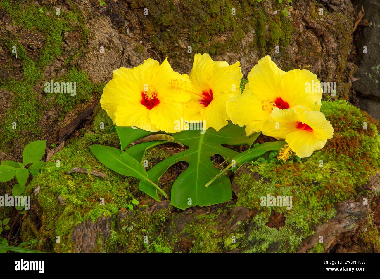 Hibiscus blooms, Wailuku River State Park, Hilo, Hawaii Stock Photo