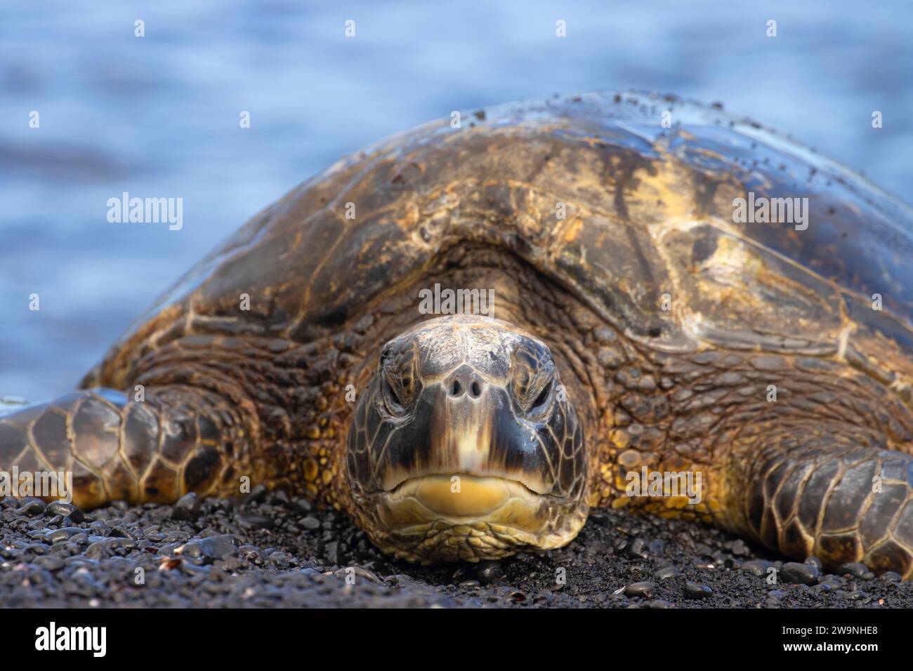 Green sea turtle (Chelonia mydas), Punaluu Black Sand Beach Park, Hawaii Stock Photo