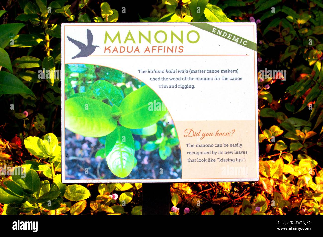 Manono (Kadua affinis) identification sign along Kaulana Manu Nature Trail, Upper Waiakea Forest Reserve, Hawaii Stock Photo